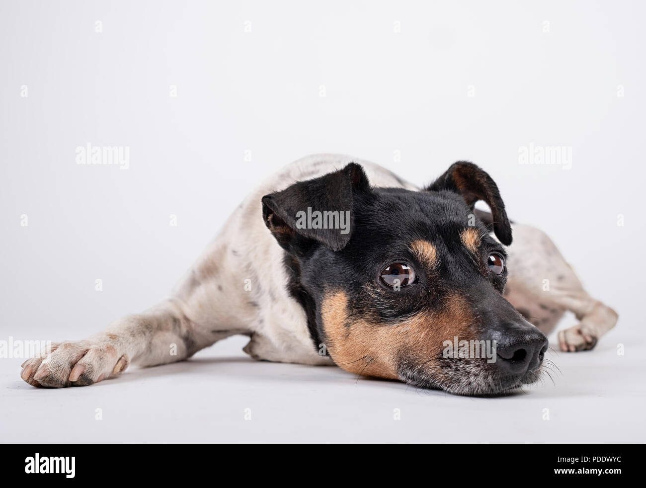 Bodeguero andaluso cane sdraiato con sguardo triste Foto Stock