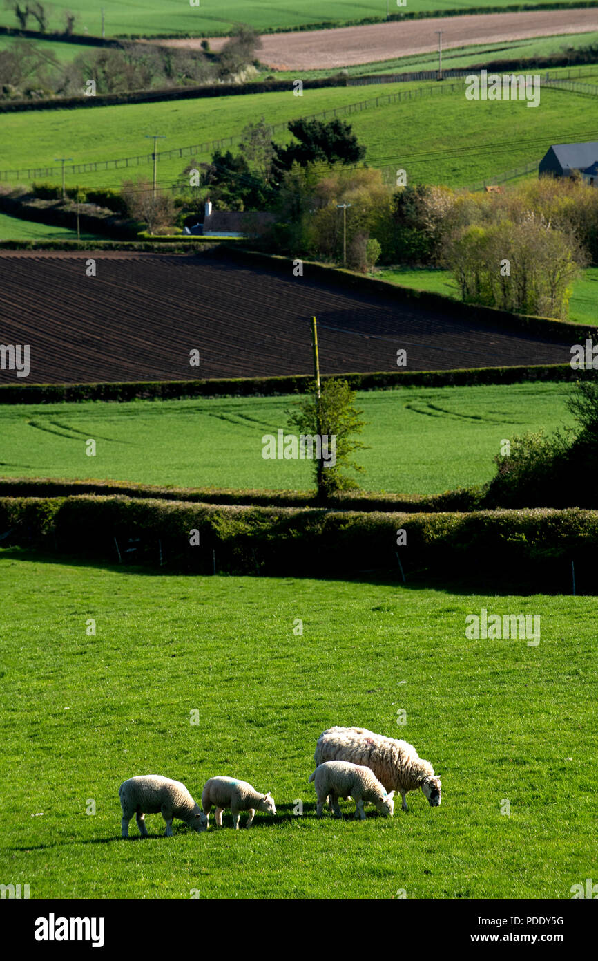 Pecore al pascolo e campi arati in primavera Foto Stock