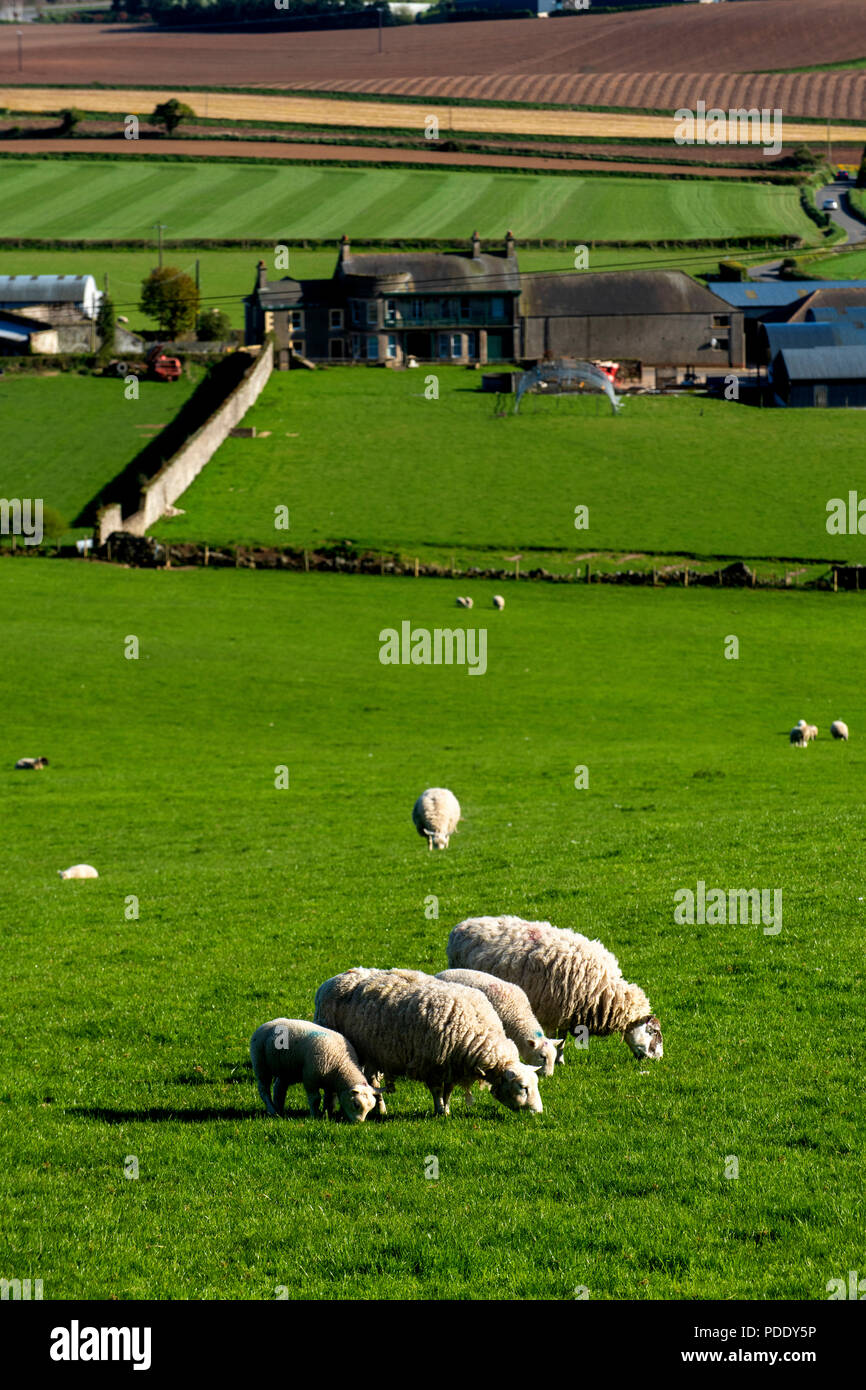 Pecore al pascolo e campi arati in primavera Foto Stock