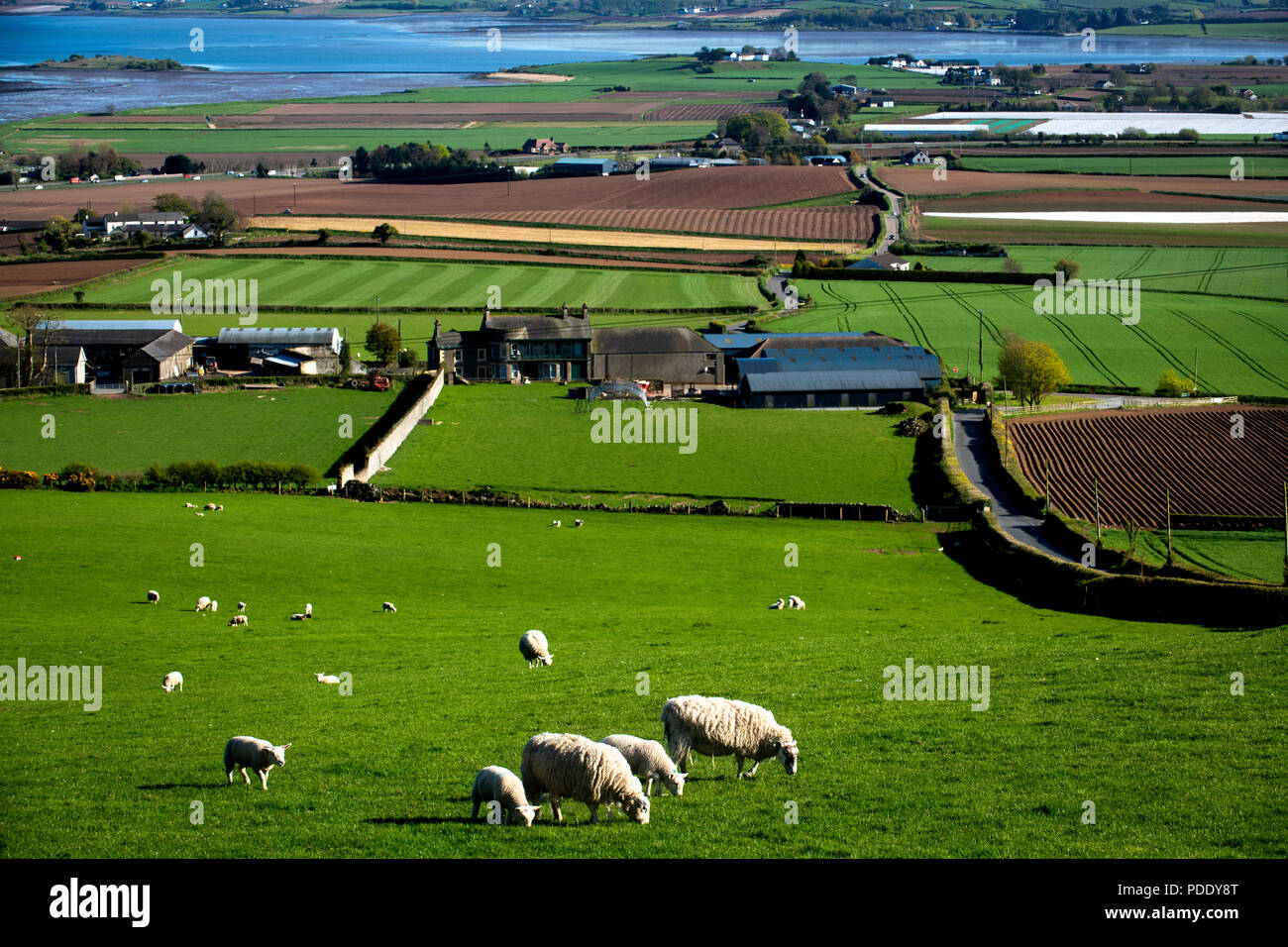 Pecore al pascolo e campi arati in primavera Foto Stock
