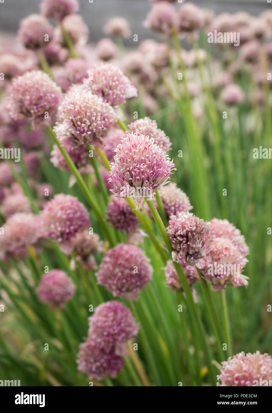 Fioritura di erba cipollina in un giardino in Scozia, Regno Unito. Presi nel mese estivo di luglio durante la registrazione delle temperature di rottura. Foto Stock