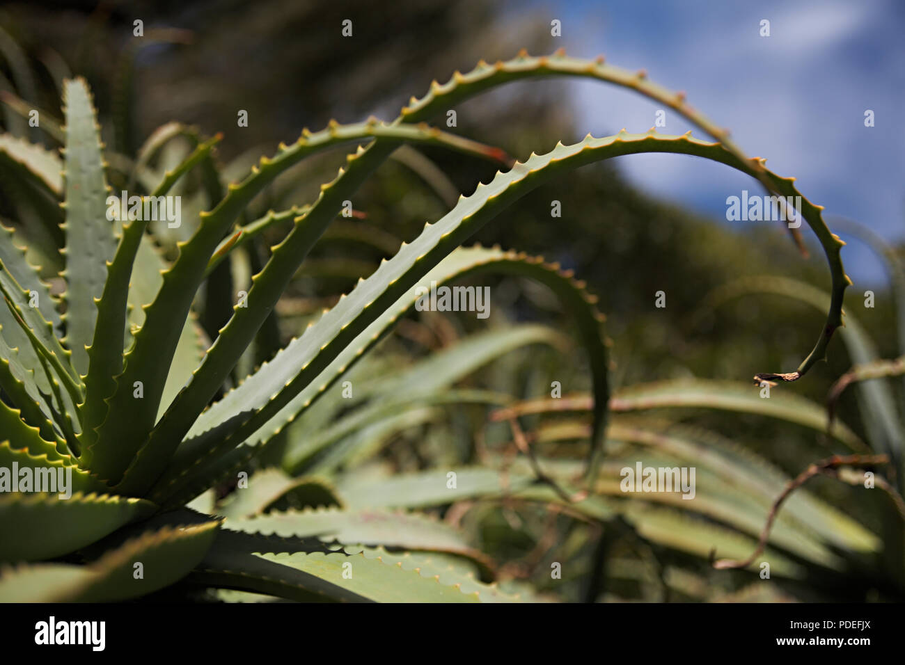 Grandi aloe vera pianta Foto Stock