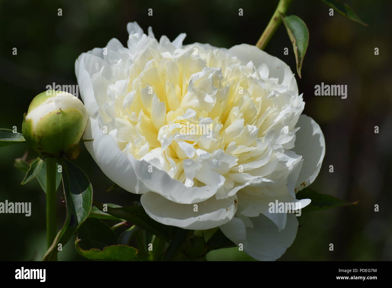 Molti peonie rosa Foto Stock