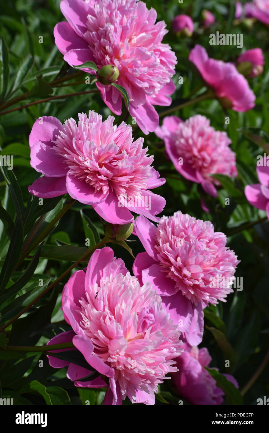 Molti peonie rosa Foto Stock