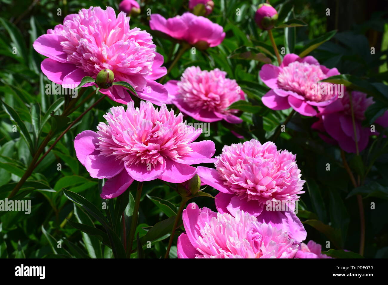 Molti peonie rosa Foto Stock