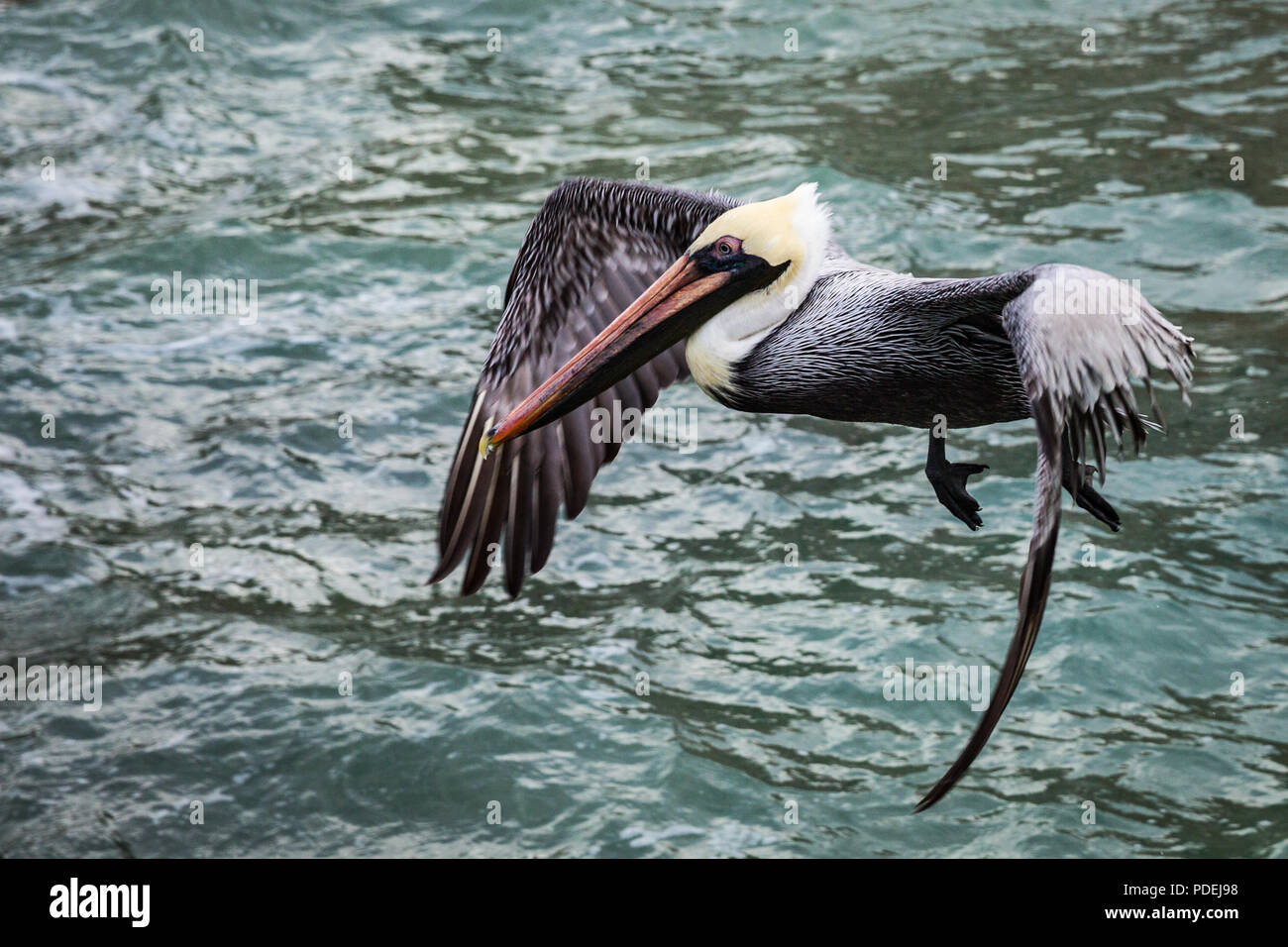 Pelican sul molo dell'isola di Cozumel Foto Stock