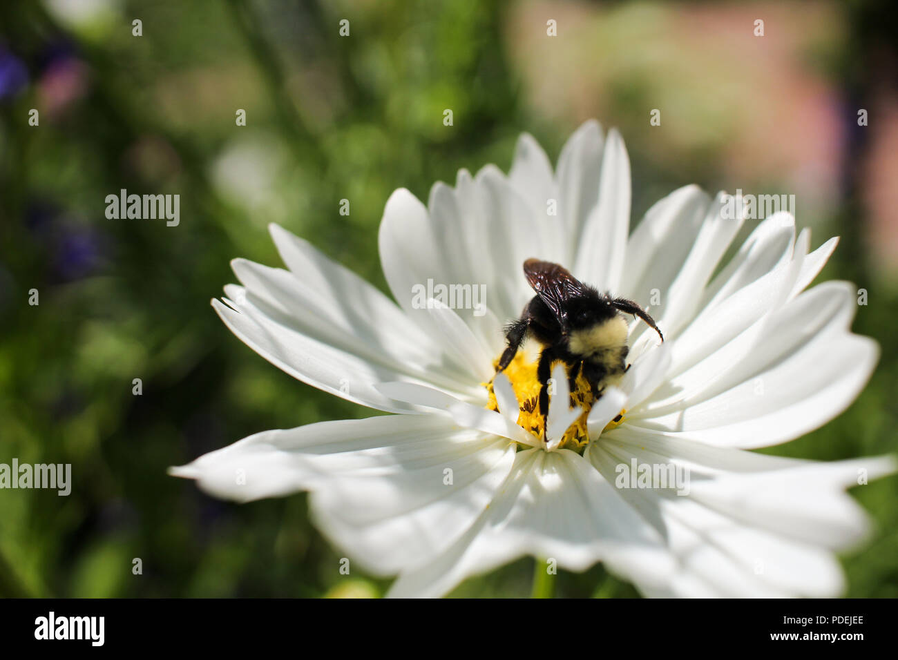 Bee mangiare il polline in ore diurne Foto Stock