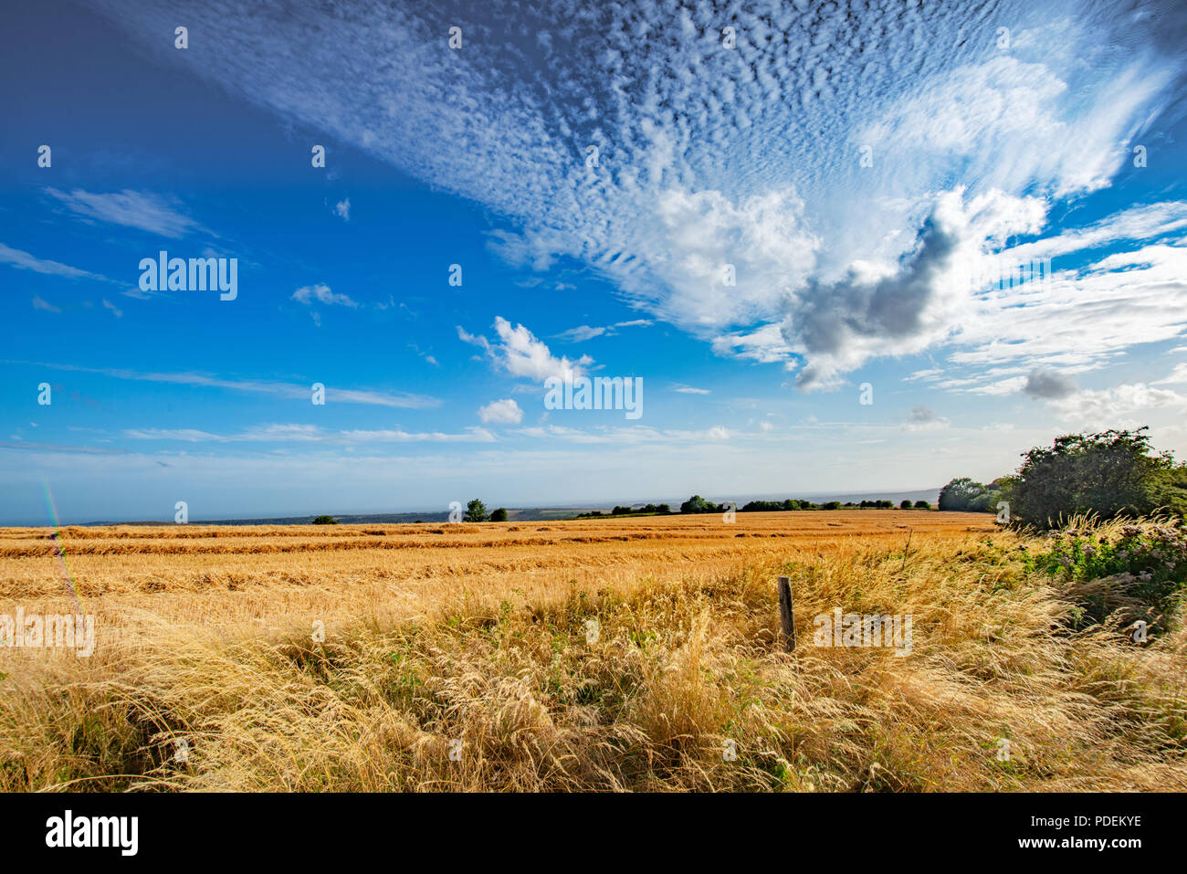 Taglio fresco campo di grano o di orzo su una giornata d'estate sul South Downs in West Sussex England Foto Stock