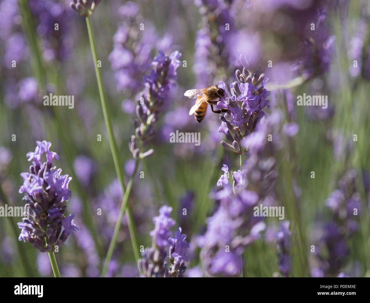 Api mellifere avanzamento sul campo di lavanda in Provenza, nel sud della Francia Foto Stock