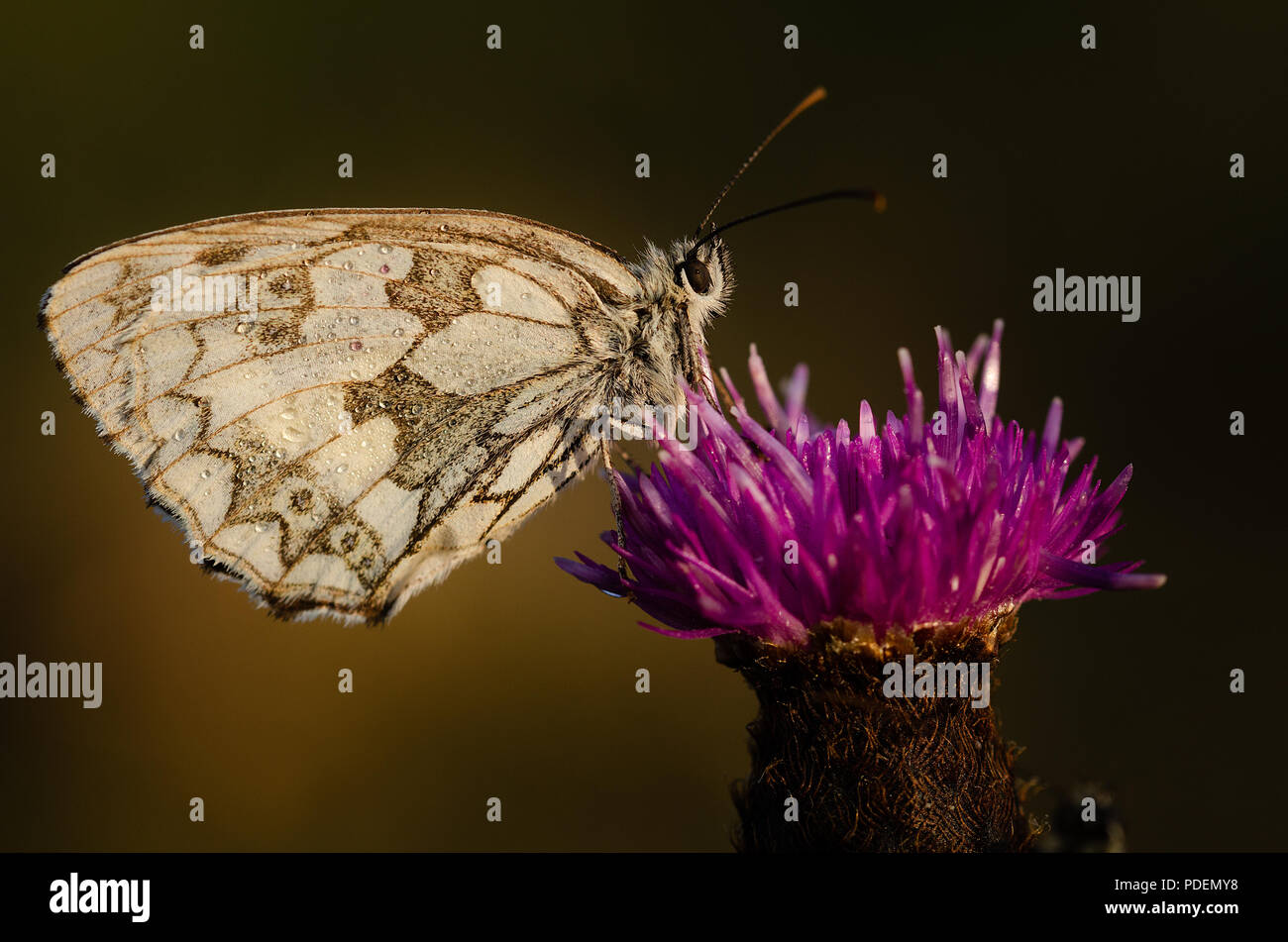 Sono ' appollaiati in marmo bianco Butterfly Foto Stock