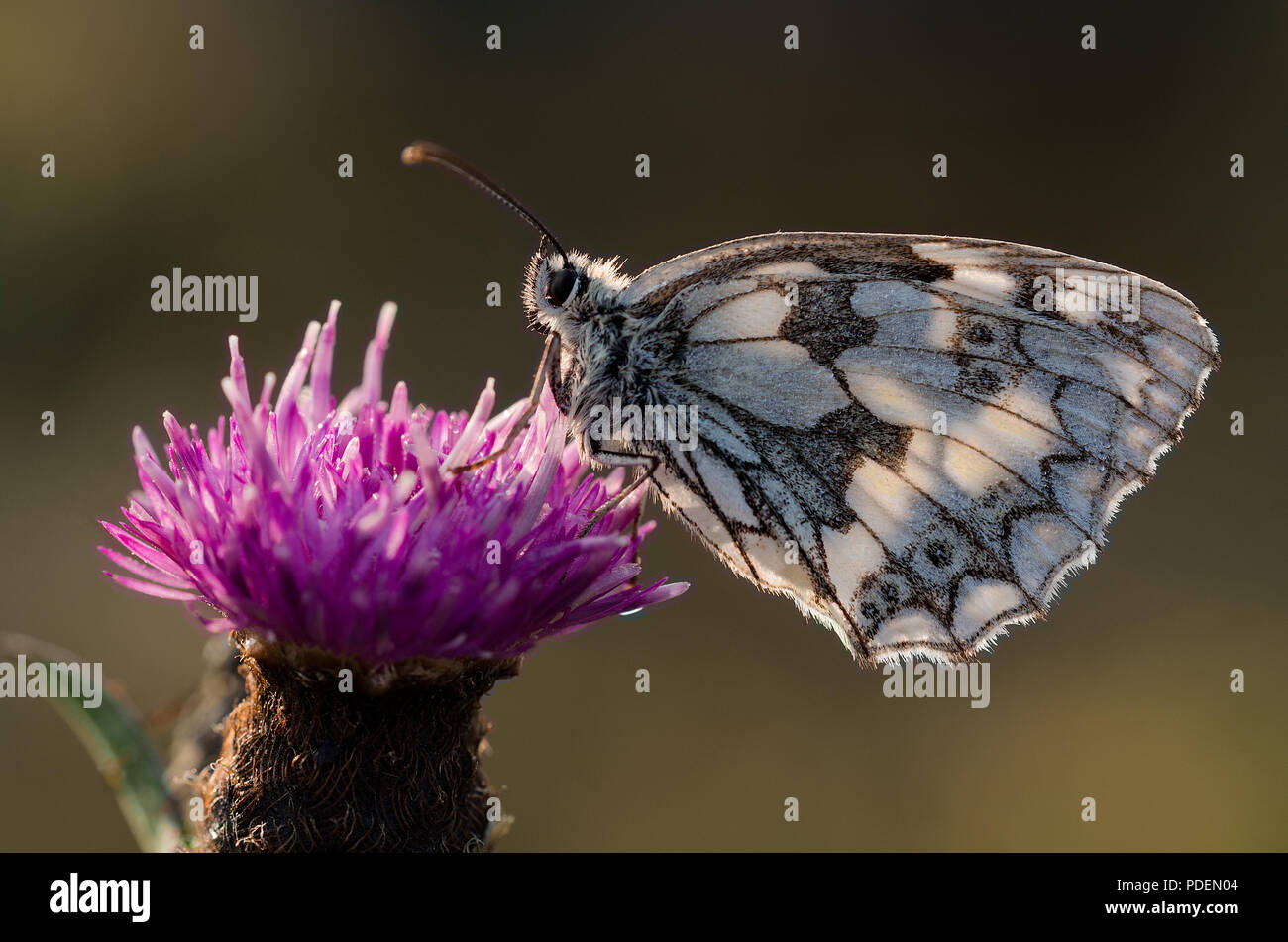 Sono ' appollaiati in marmo bianco Butterfly Foto Stock