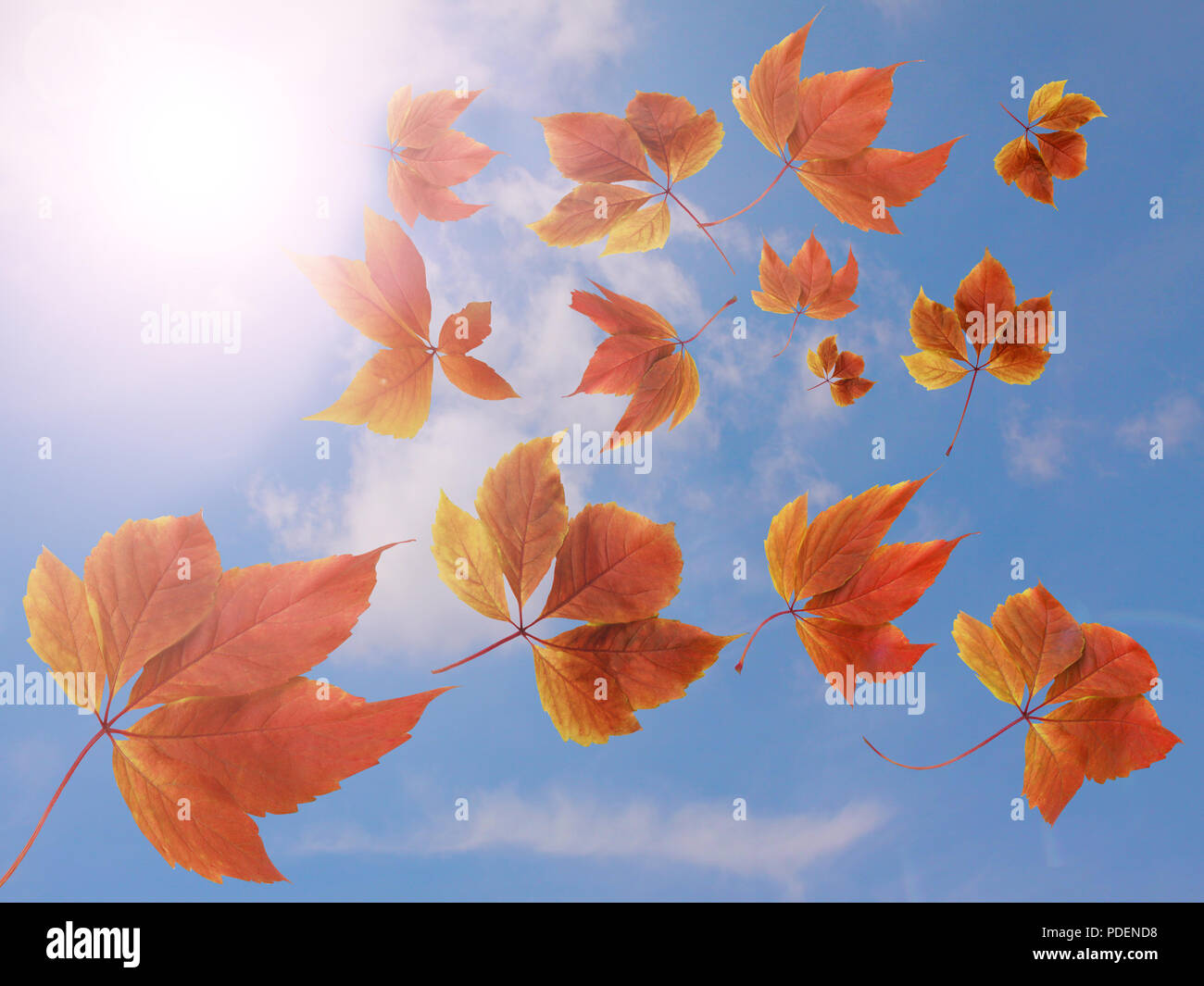 Autunno Autunno sfondo. Molte colorate di rosso e arancio in autunno le foglie che cadono verso il basso contro il cielo blu e nuvole bianche con raggi di sole. Foto Stock