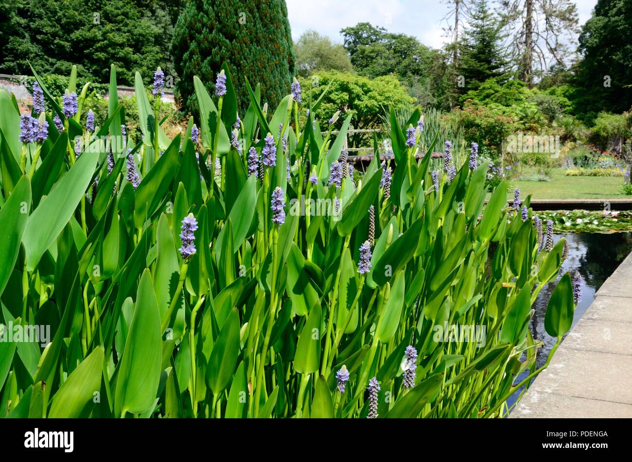 Fiore blu puntine di Pontederia cordata o Pickerel ripulisca dalle erbacce che crescono in un laghetto in giardino Foto Stock