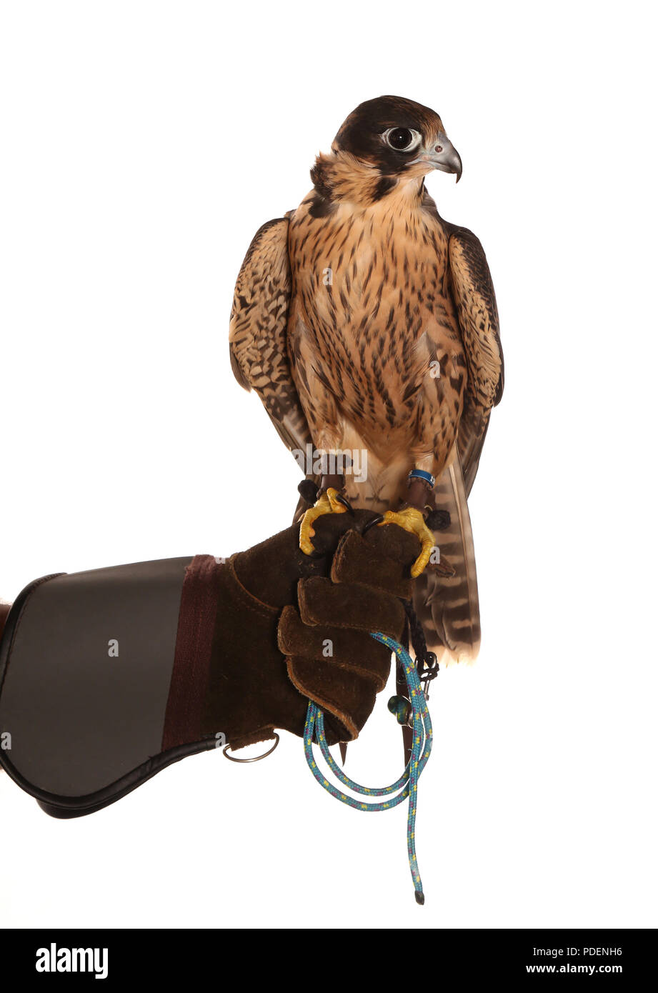 Tenendo un Peregrin Falcon e in studio Foto Stock