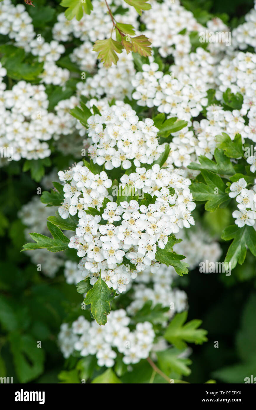 Biancospino (maggio fiore) Crataegus monogyna. Surrey, Regno Unito. Foto Stock