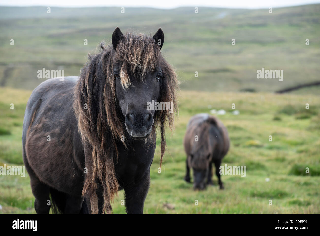 Pony Shetland. Unst, Shetland, Regno Unito. Foto Stock