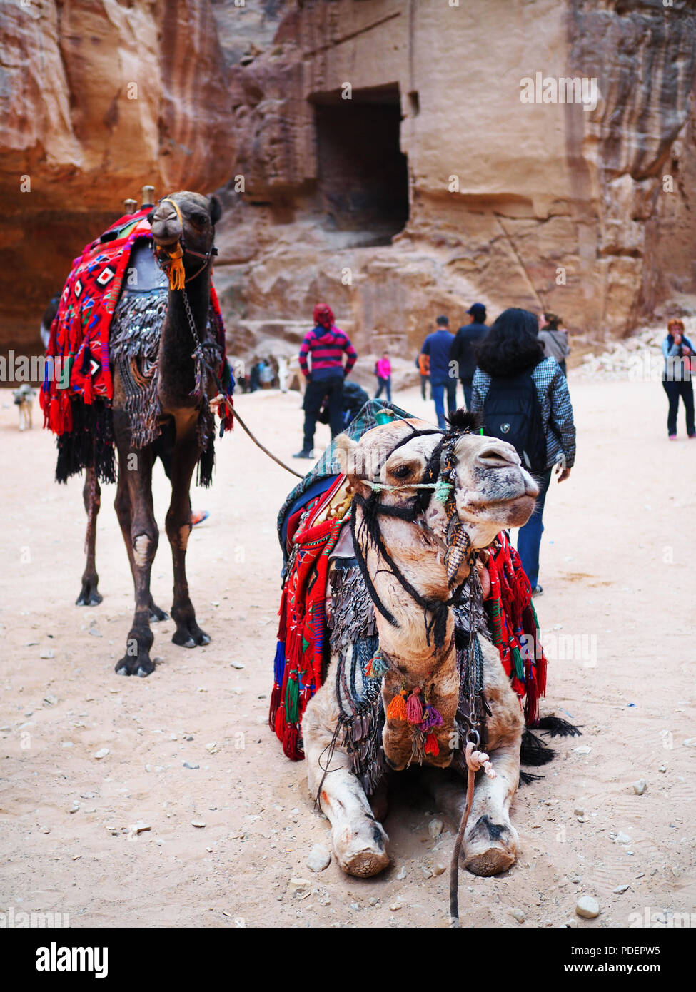 Cammelli al tesoro, Petra, Giordania Foto Stock