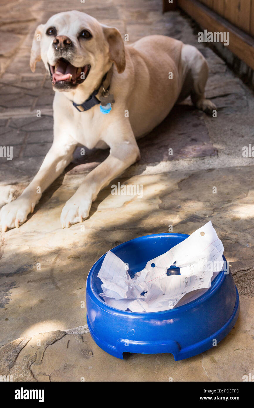 'Dog mangiato i miei compiti' scusa, STATI UNITI D'AMERICA Foto Stock