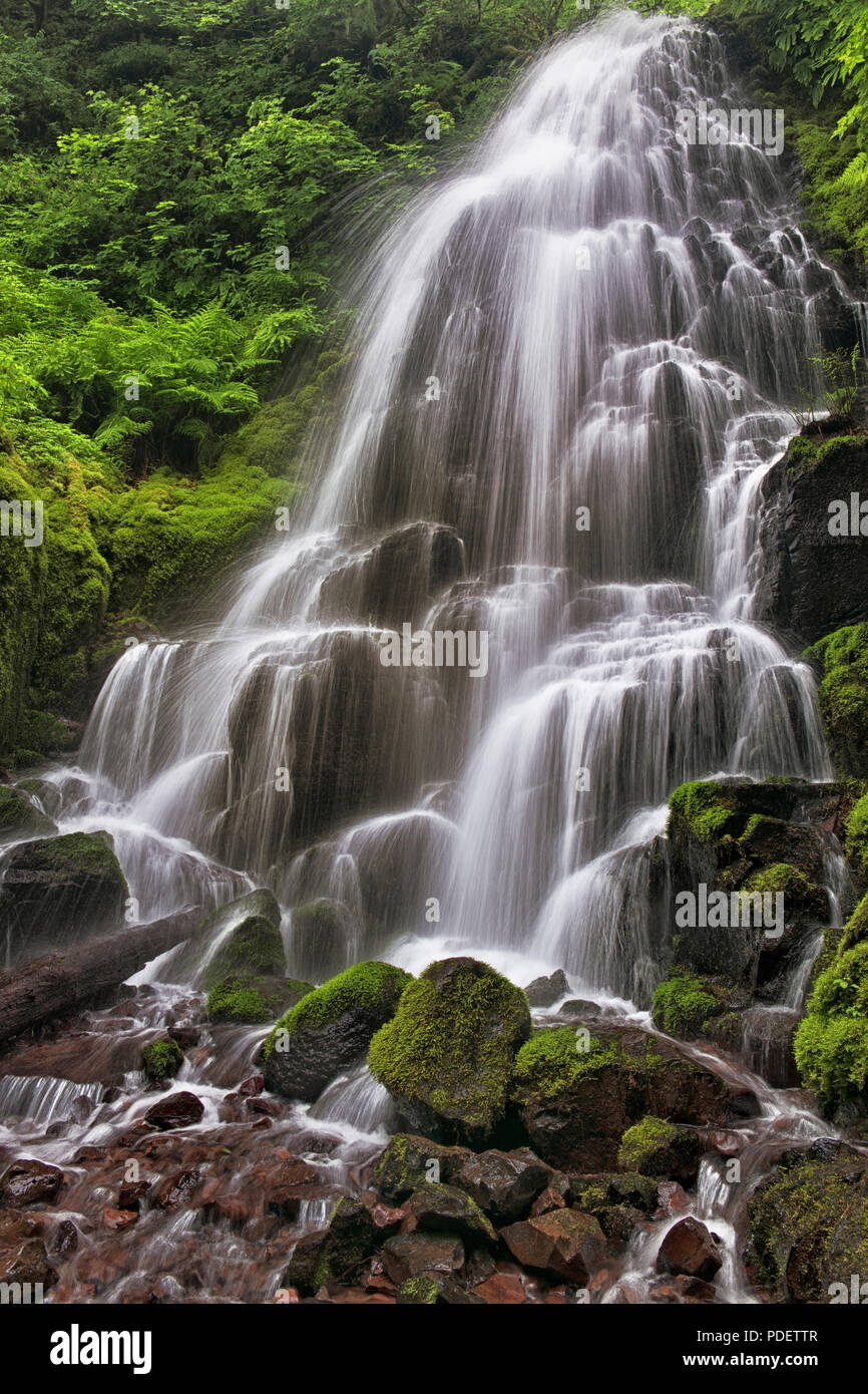 Wahkeena Creek riversa 30 piedi oltre le Fairy Falls tra la lussureggiante vegetazione di primavera in Oregon la Columbia River Gorge National Scenic Area. Foto Stock