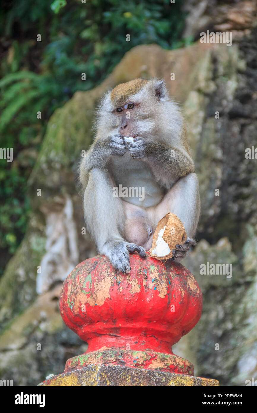 Wild monkey mangiare una noce di cocco in Grotte Batu Kuala Lumpa Malaysia Foto Stock