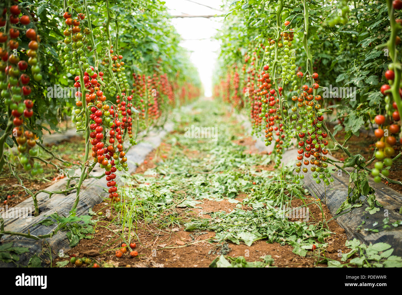 Red Cherry Pomodoro. Coltivazione di pomodori ciliegini in vasi in casa verde Foto Stock