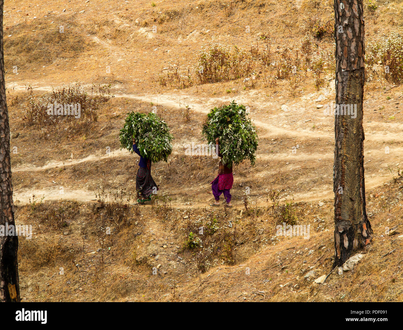 Indian womans portando foraggio sopra le loro teste su strada forestale a due chilometri da Kala Agar village, Kumaon Colline Foto Stock