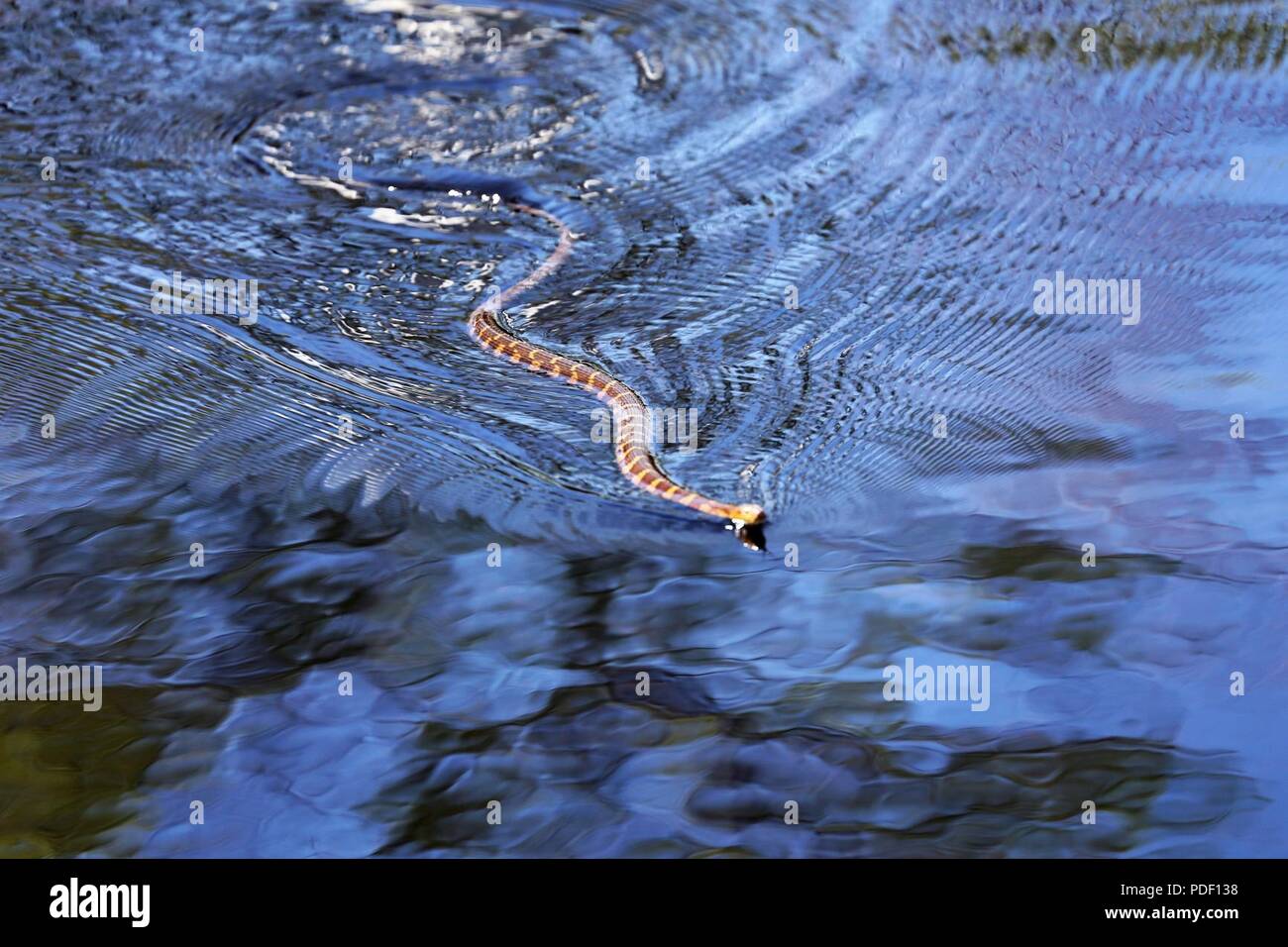Un comune watersnake è mostrato il nuoto nel nord lago Flowage su maggio 15, 2018 a Fort McCoy, Wis. diverse specie di serpenti si trovano sull'installazione. Gestione della fauna selvatica a Fort McCoy è completata dalla Direzione dei Lavori Pubblici divisione ambientale delle risorse naturali filiale. Foto Stock