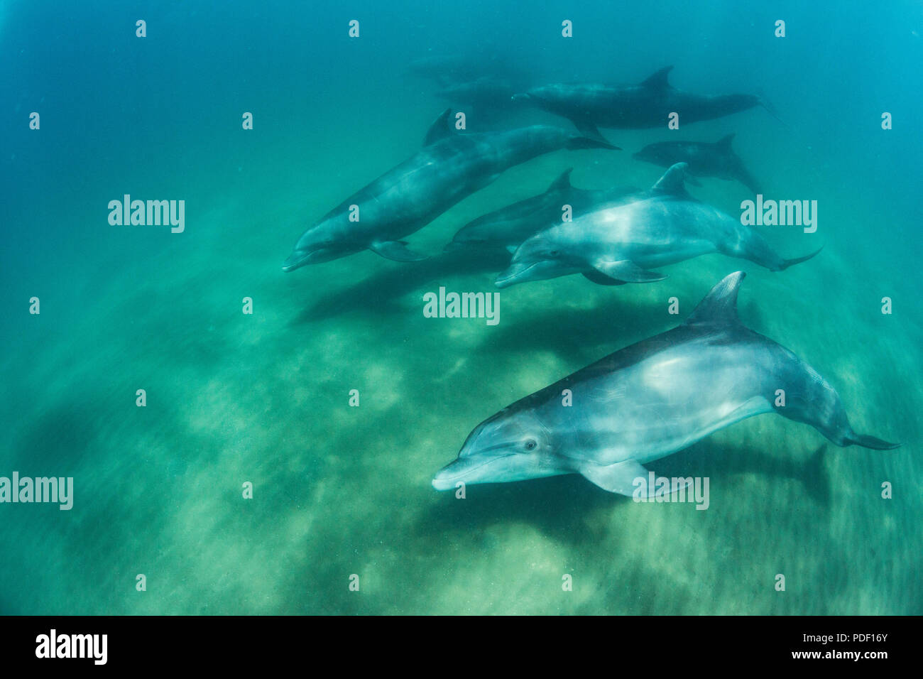 Un pod di comune delfini tursiopi, Tursiops truncatus, subacquea a El Mogote, Baja California Sur, Messico. Foto Stock