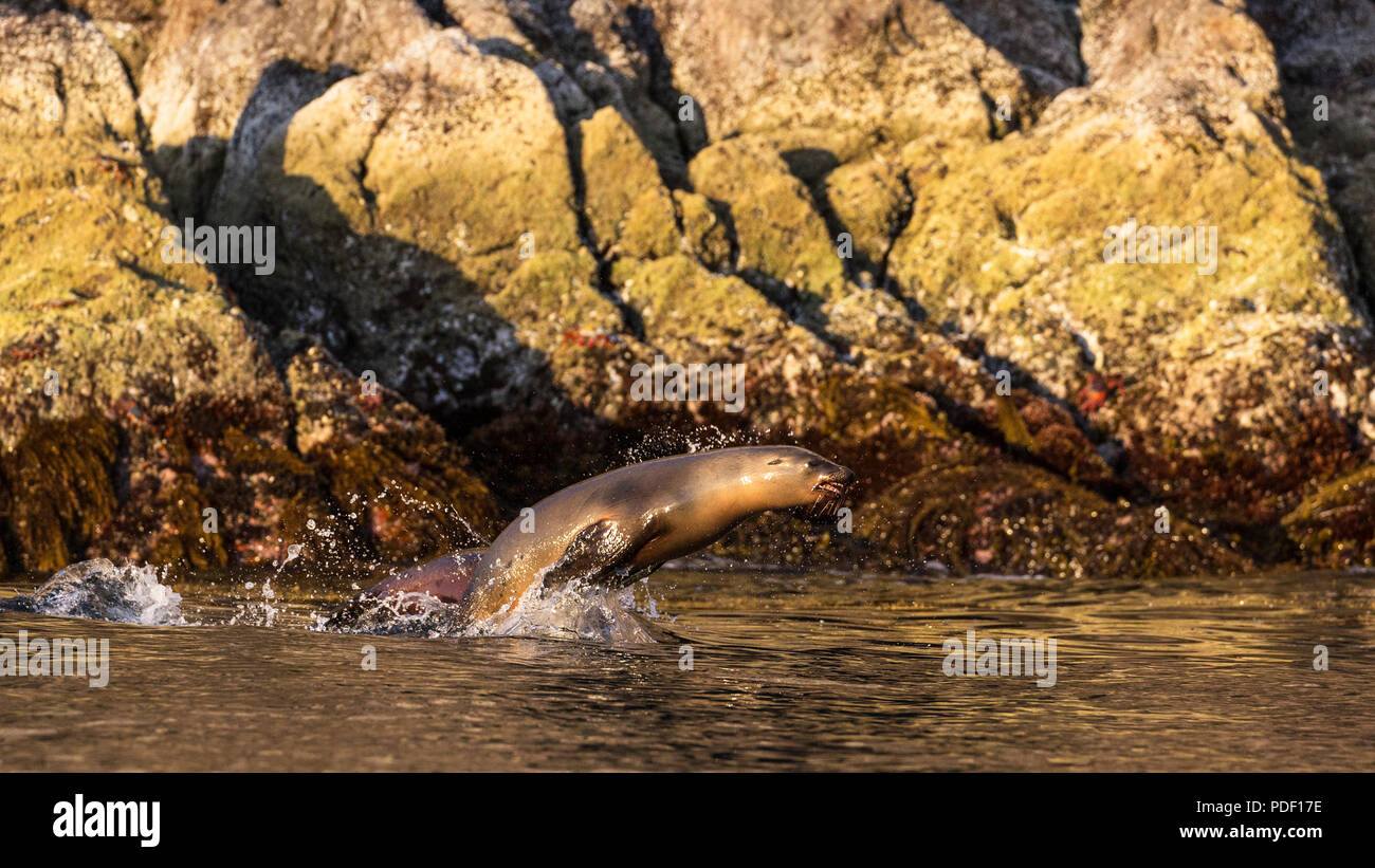 Un giovane leone marino della California, Zalophus californianus, porpoising vicino a Isla San Pedro Martir, Baja California, Messico. Foto Stock