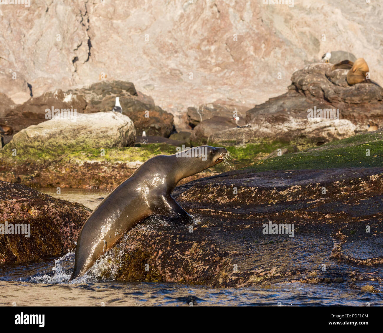 I giovani leoni marini della California, Zalophus californianus, saltando Isla San Pedro Martir, Baja California, Messico. Foto Stock