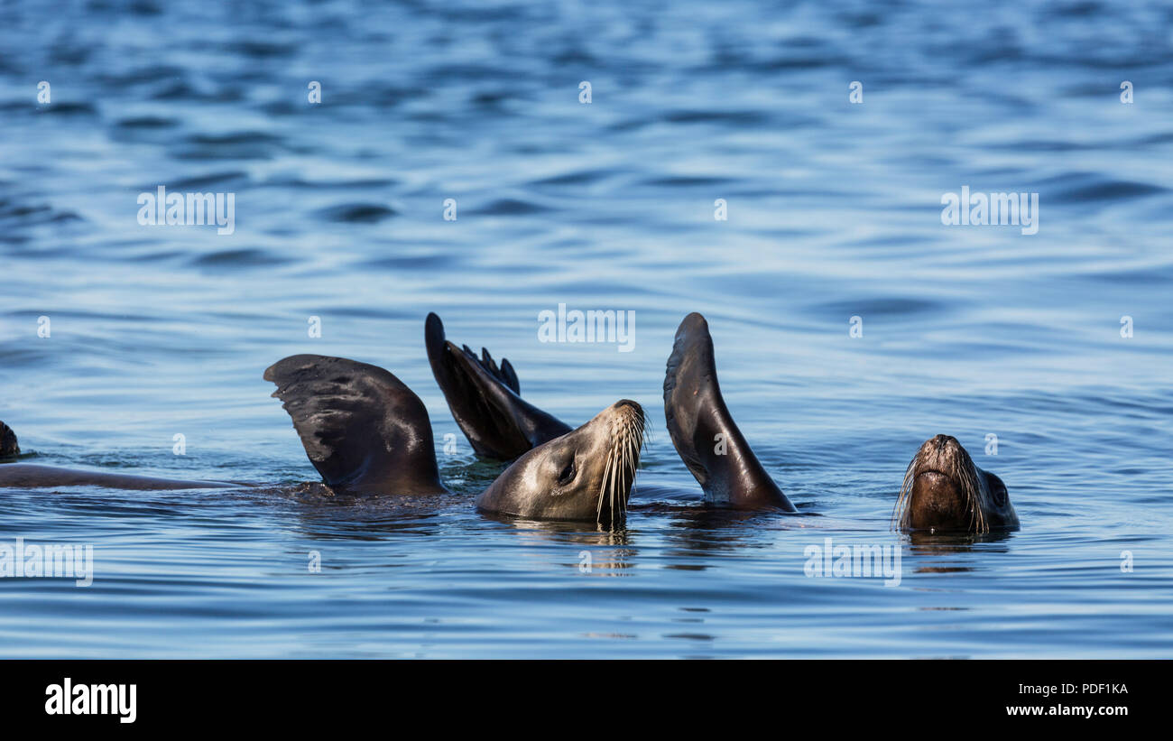 Il leone marino della California, Zalophus californianus, termoregolazione, Los Islotes, Baja California Sur, Messico. Foto Stock