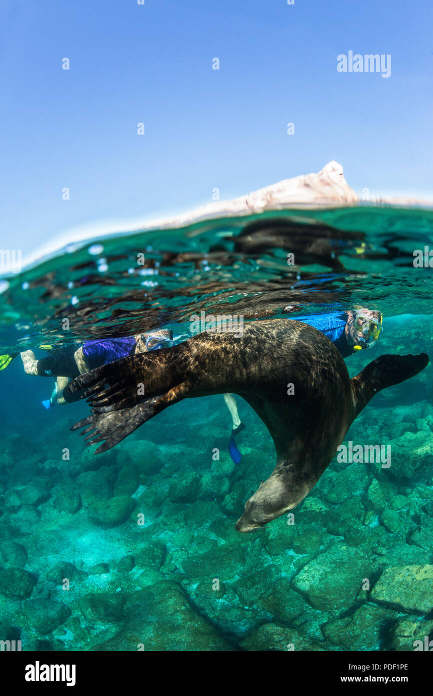 Giocoso California Sea Lion, Zalophus californianus, subacquea con snorkeling a Los Islotes, BCS, Messico. Foto Stock