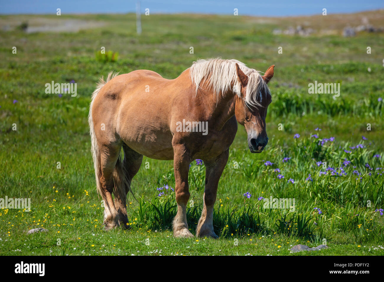 Cavallo nel campo dei fiori, Bonavista Penisola di Terranova e Labrador, Canada Foto Stock