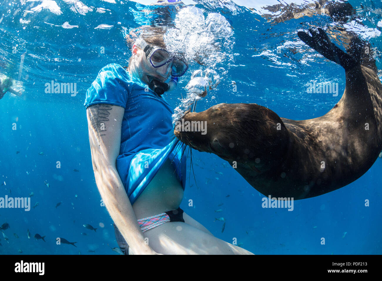 Giocoso California Sea Lion, Zalophus californianus, subacquea con snorkeler a Los Islotes, BCS, Messico. Foto Stock