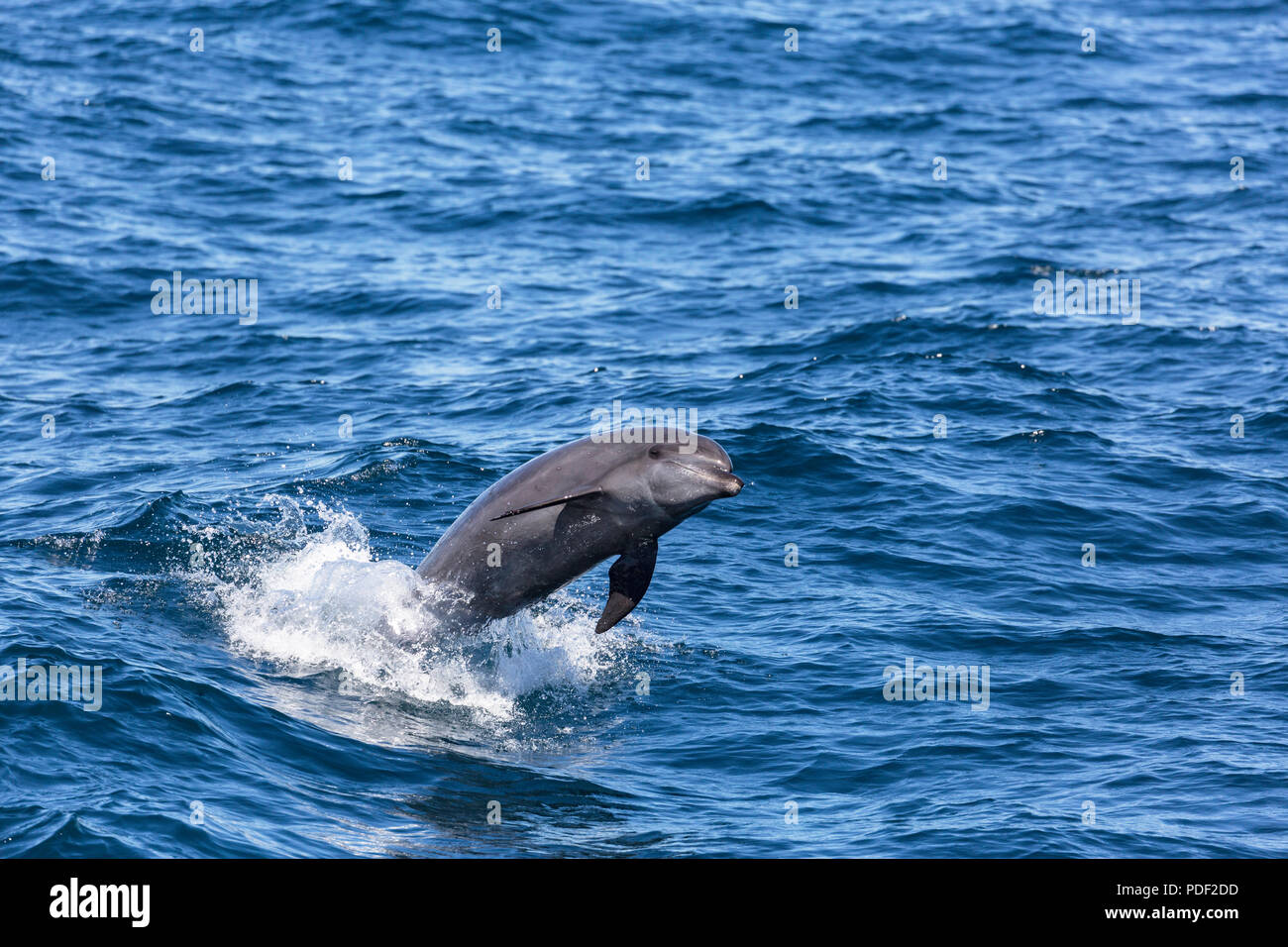Adulto comuni delfini tursiopi, Tursiops truncatus, saltando vicino a Isla Ildefonso, Baja California Sur, Messico. Foto Stock