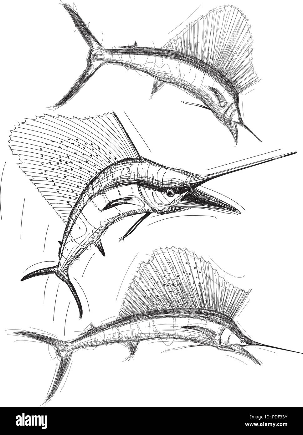 Sailfish schizzi Illustrazione Vettoriale