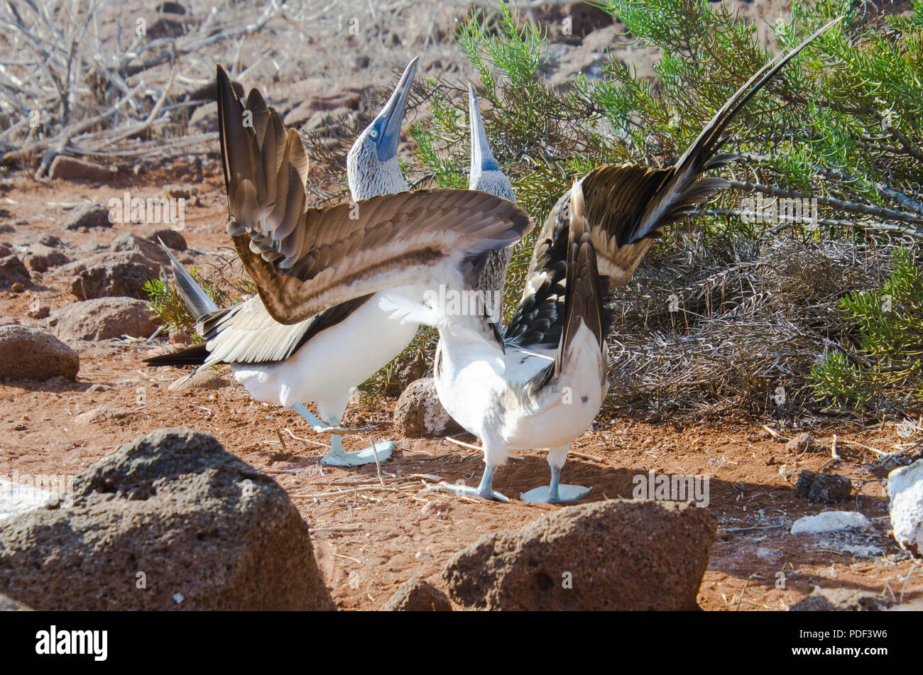 Adulto blue footed boobies impegnarsi nel comportamento di accoppiamento nelle isole Galapagos, Ecuador Foto Stock