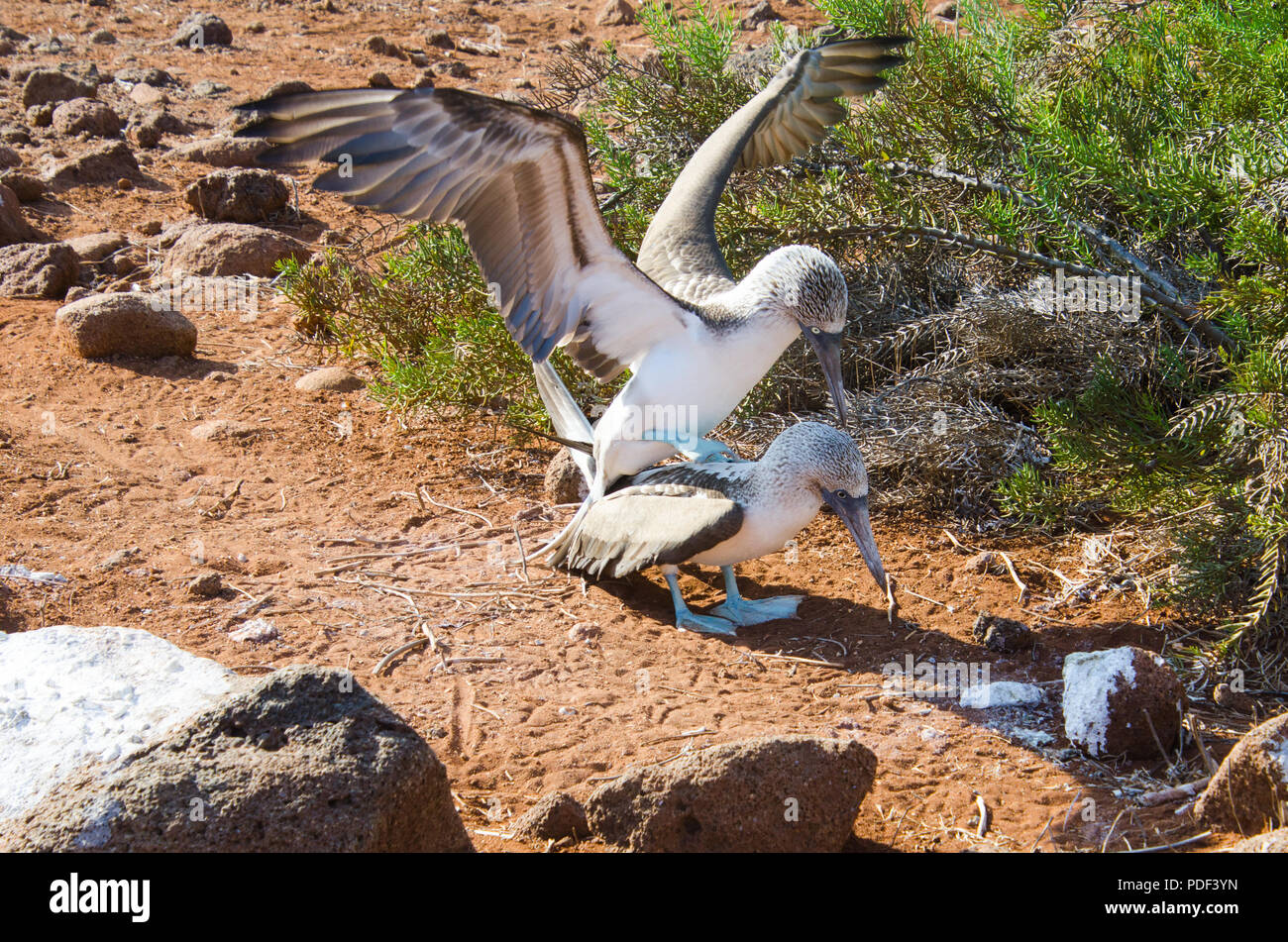Adulto blue footed boobies impegnarsi nel comportamento di accoppiamento nelle isole Galapagos, Ecuador Foto Stock
