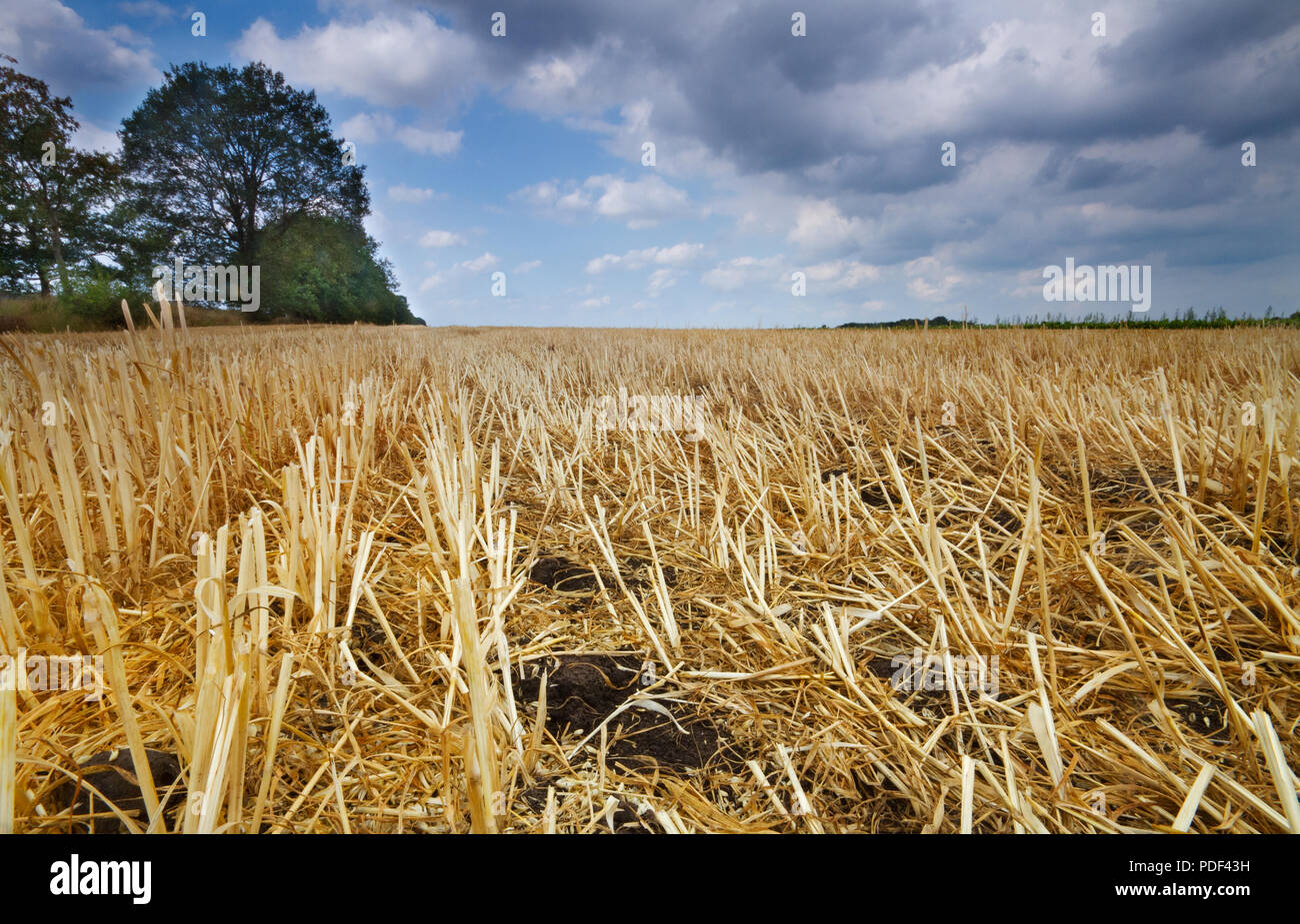 Paesaggio rurale sotto il cielo blu con nuvole, mais stubbles sinistra sul campo dopo il raccolto di grano Foto Stock