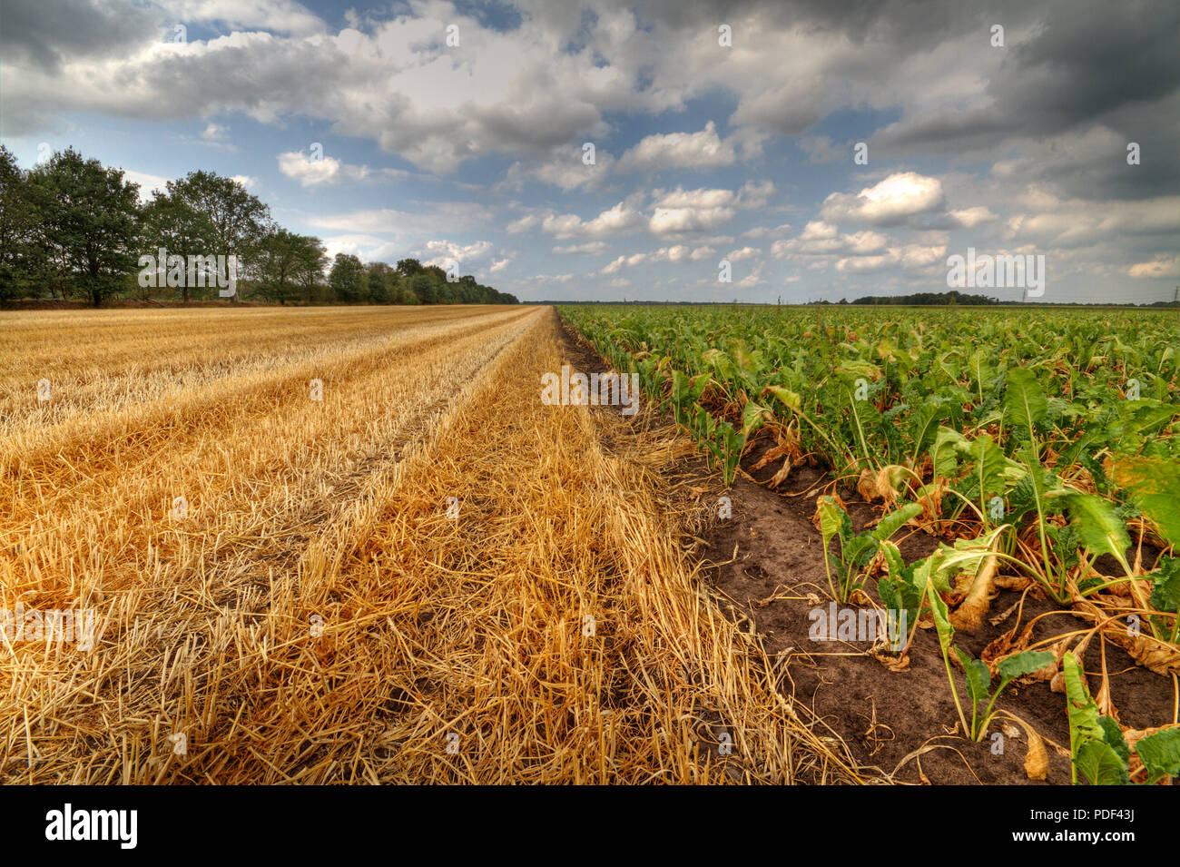 Paesaggio rurale sotto il cielo blu con nuvole scure, stubbles mais e barbabietola da zucchero Foto Stock