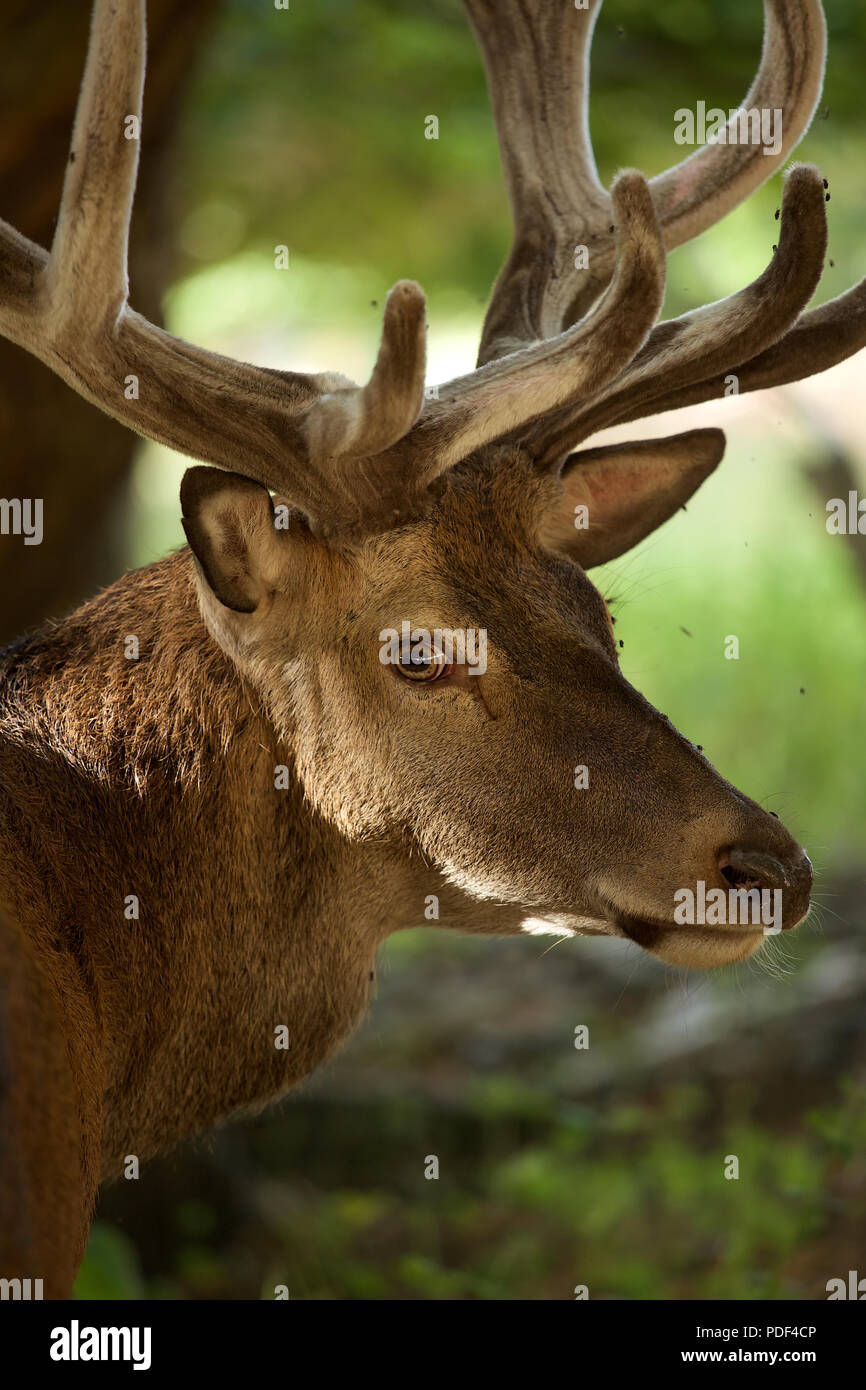 Red Deer Cervo con corna di crescente nel loro stato di velluto in anticipo della stagione di solchi Foto Stock