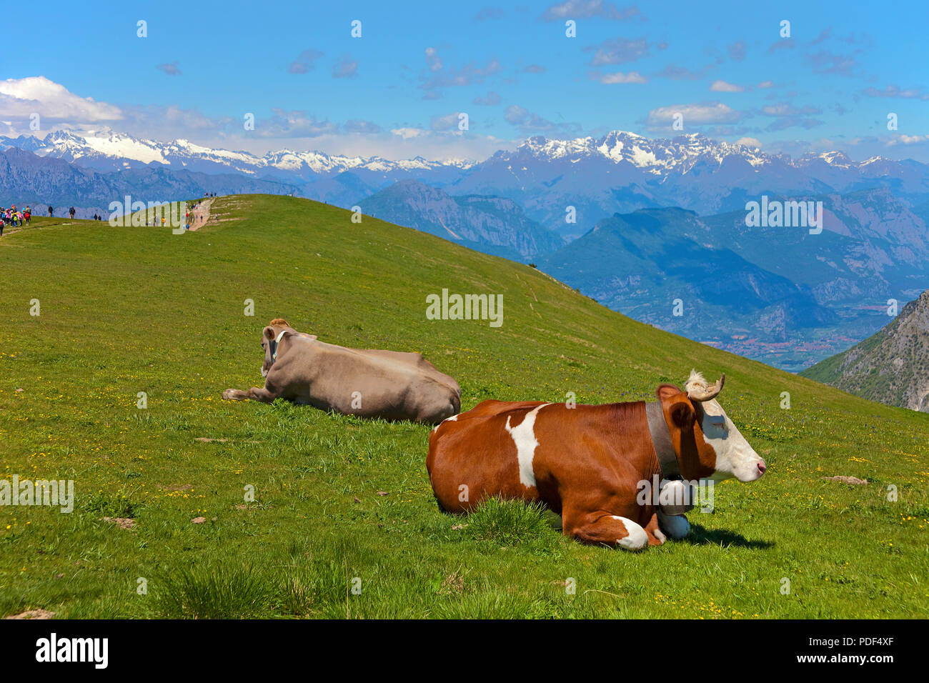 Vacche da latte sulla sommità del Monte Baldo massiccio, Malcesine, provincia di Verona, Lago di Garda, Lombardia, Italia Foto Stock