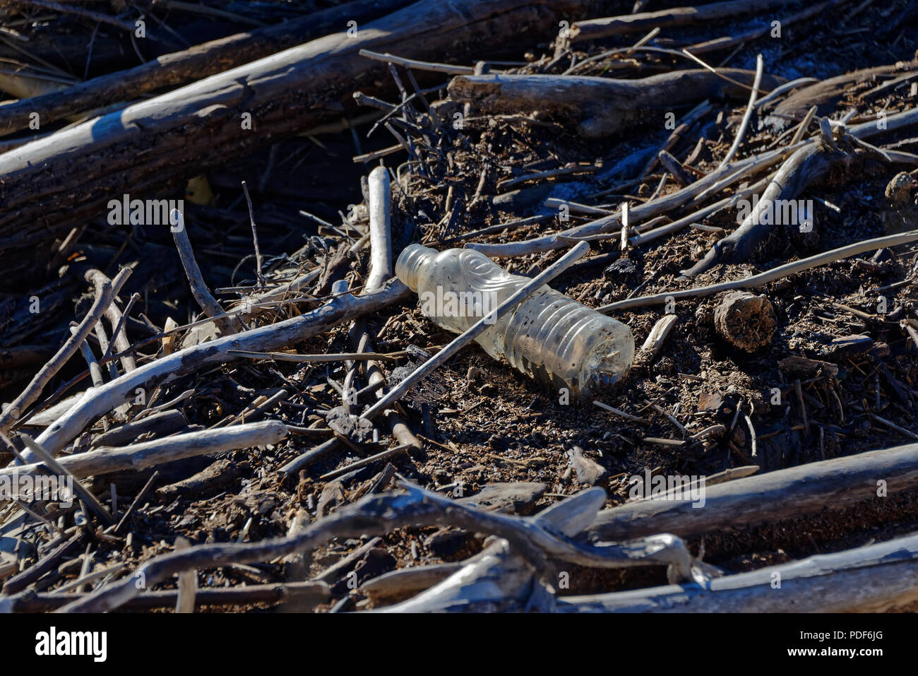 La bottiglia di plastica catturati in driftwood sulla costa della Nuova Zelanda. Rifiuti di plastica nei nostri mari è nel mondo un problema ambientale. Foto Stock