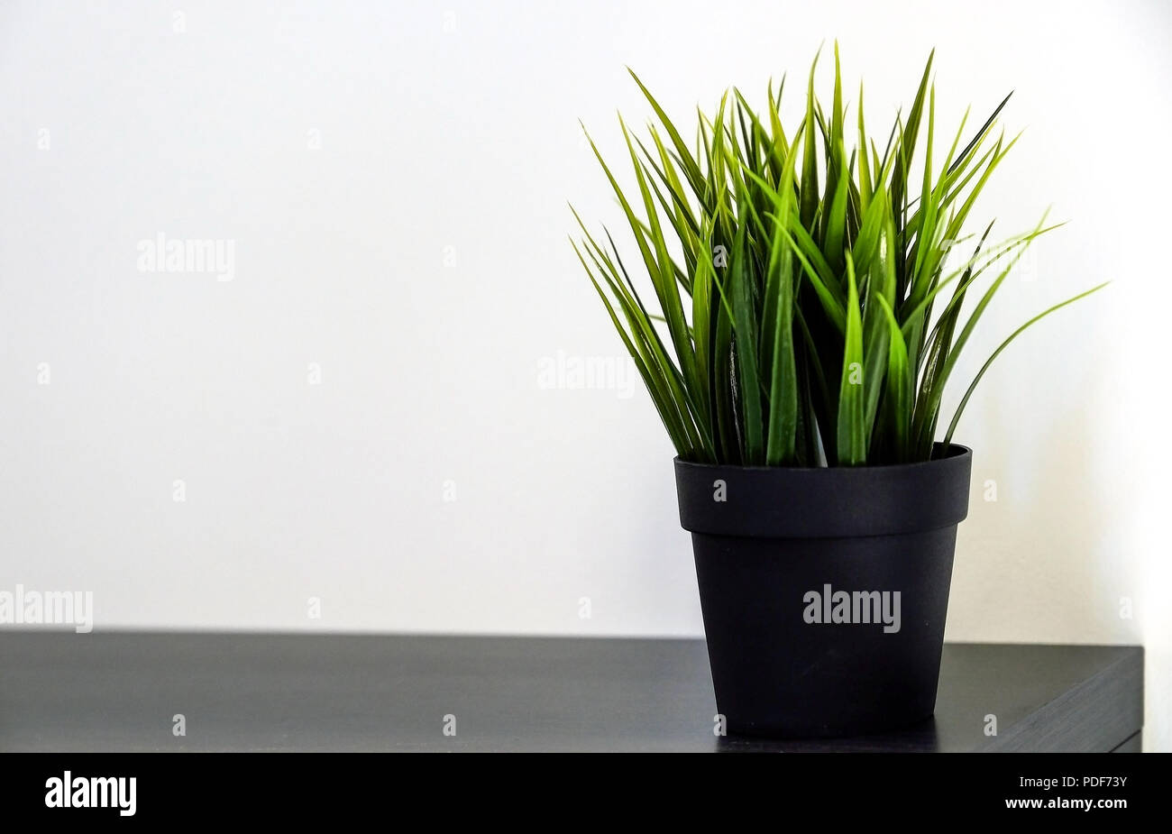 Fresco verde wheatgrass crescente nel calcestruzzo pot. Foto Stock