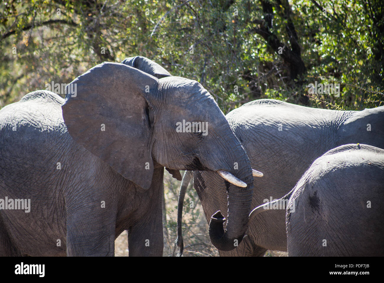 Elefante al Kruger National Park, Sud Africa Foto Stock