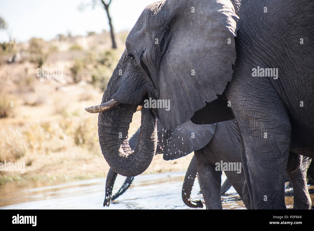 Elefante al Kruger National Park, Sud Africa Foto Stock