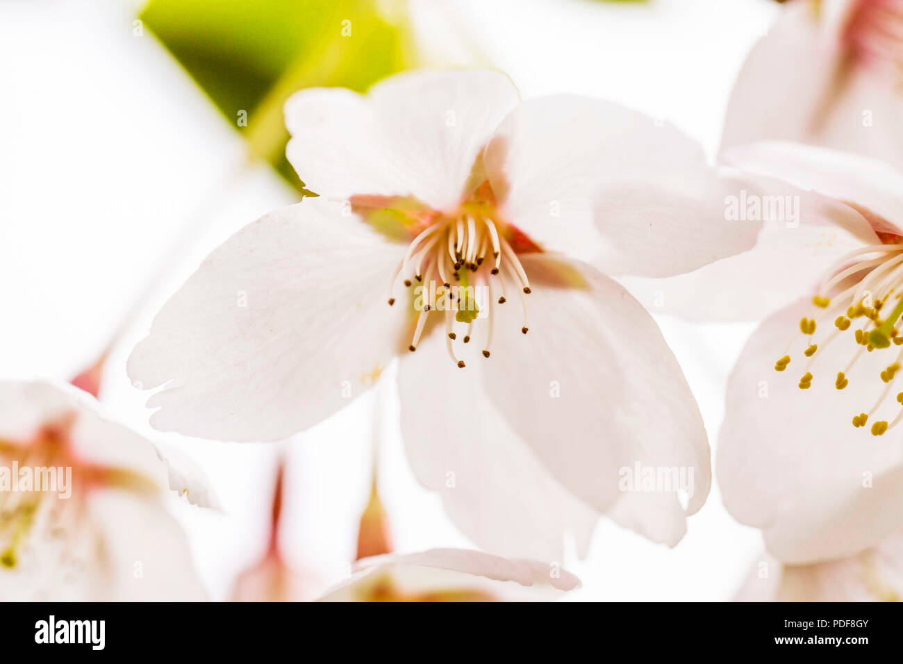 Weisse Kirschbaumblueten Fruehling im Foto Stock