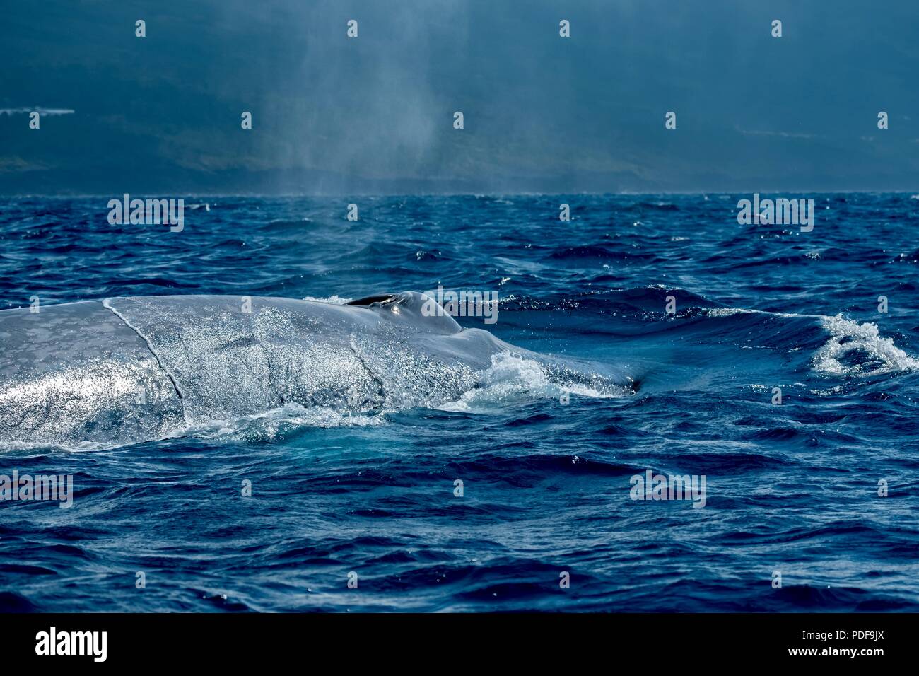La balenottera azzurra affiorante vicino a Pico Azzorre Foto Stock