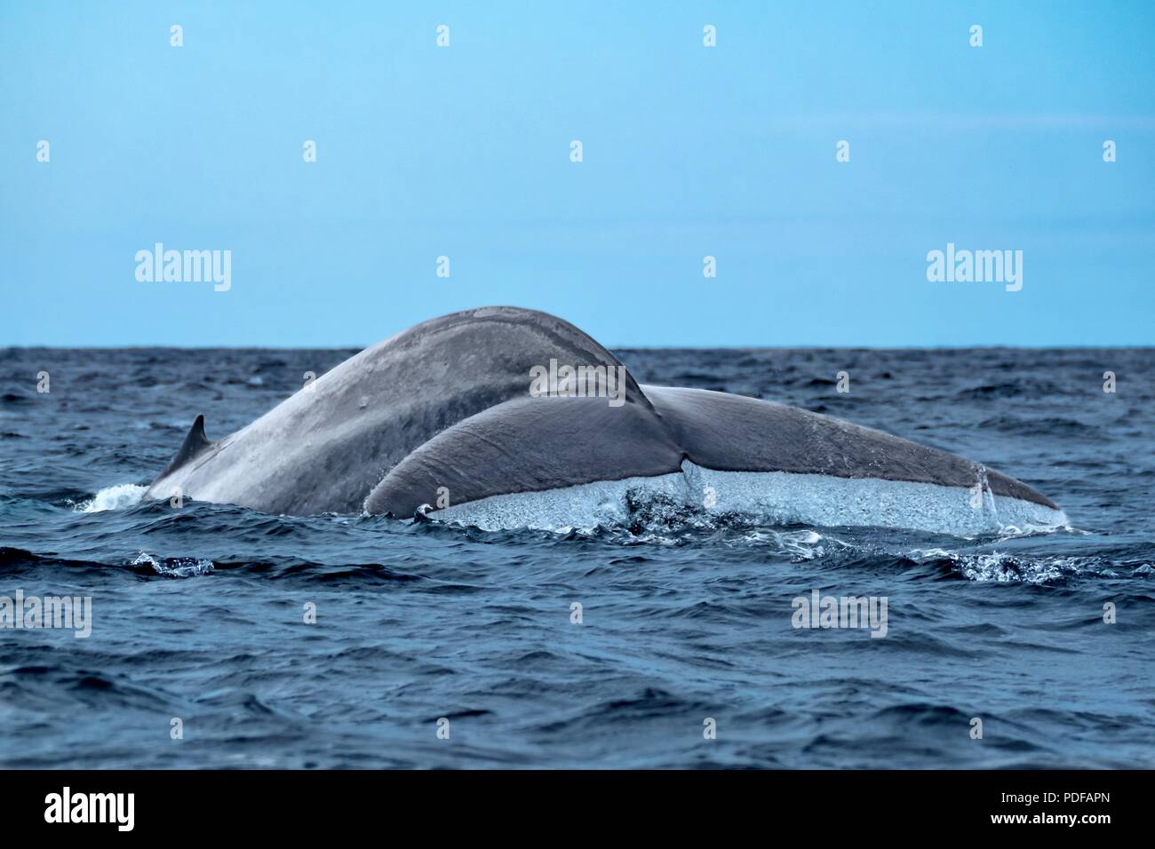 Una grande balena blu che mostra la sua coda passera nera come immersioni Foto Stock