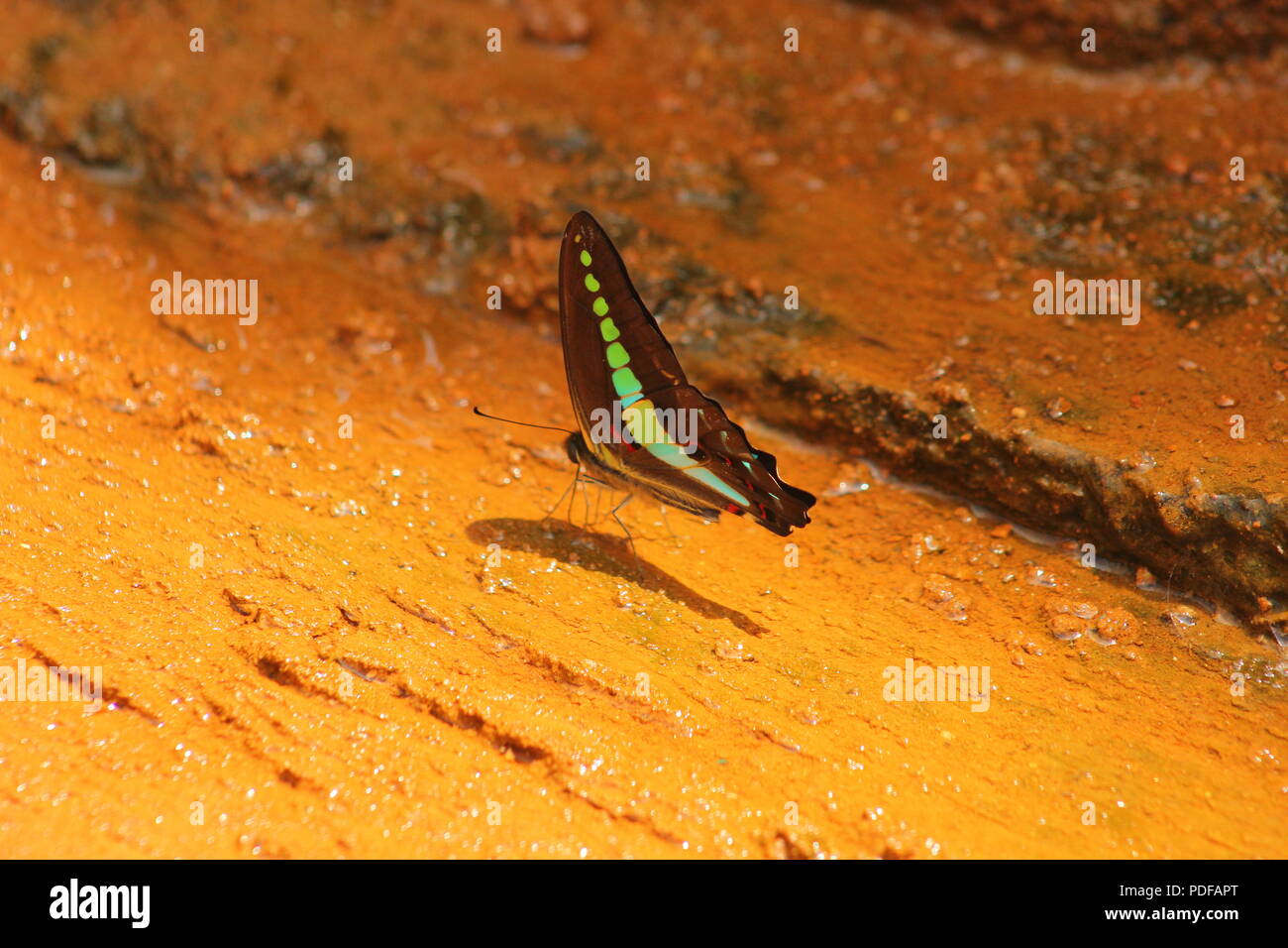 Le farfalle sono insetti in macrolepidopteran clade Rhopalocera dall'ordine Lepidoptera, che include anche le tarme. Foto Stock